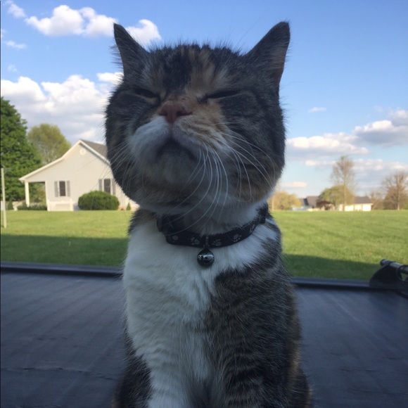 Big Mama Kitty!! 🐾🐾🐱😻🐾🐾Rescue Kitty !! - Picture 4 of 12